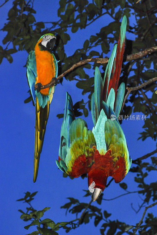 Arara-vermelha e Arara-canindé (Ara chloropterus e Ara ararauna) | Red-and-green Macaw and Blue-and-yellow Macaw